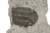 Partial Trilobite (Eldredgeops) Fossil - Ohio #221148-2